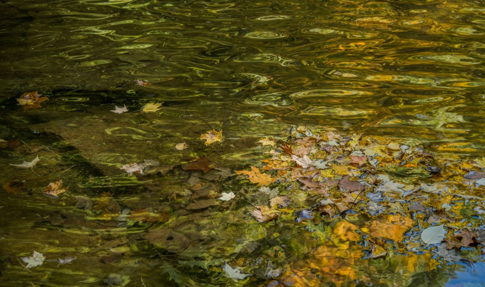 10112015 Schoepfle Garden-522