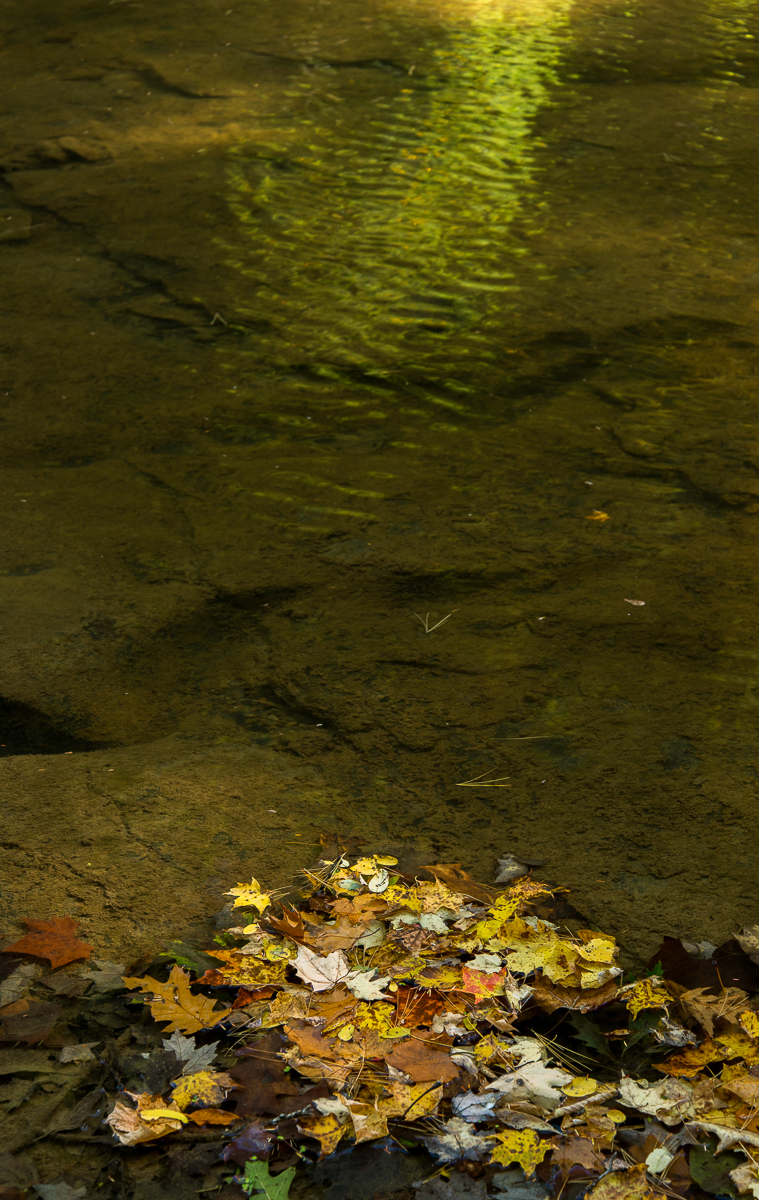 10112015 Schoepfle Garden-529