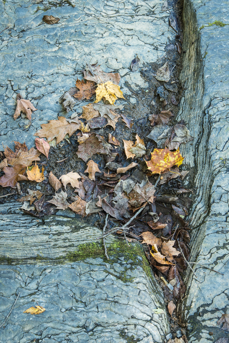 10112015 Schoepfle Garden-597