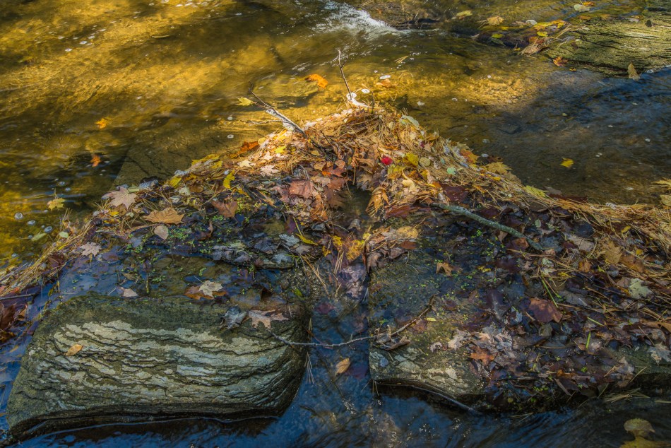 10112015 Schoepfle Garden-605