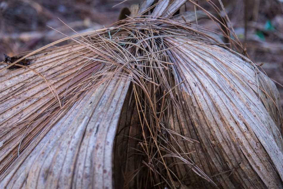 11292015 Jelks Preserve-26