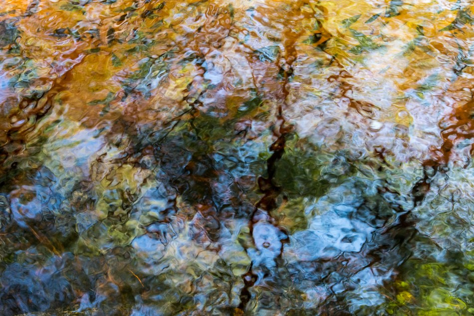 12202015 Myakka River State Park-111