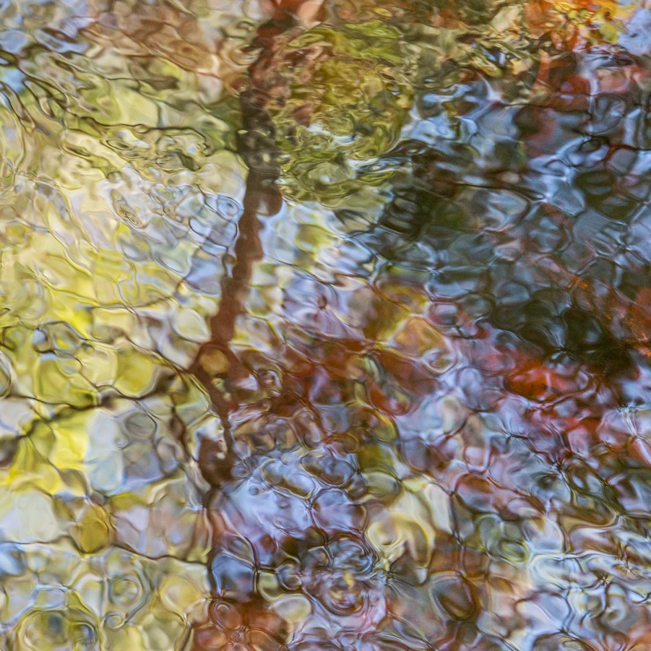 12202015 Myakka River State Park-133