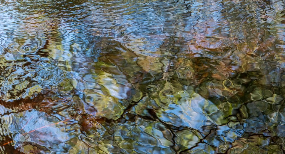 12202015 Myakka River State Park-141
