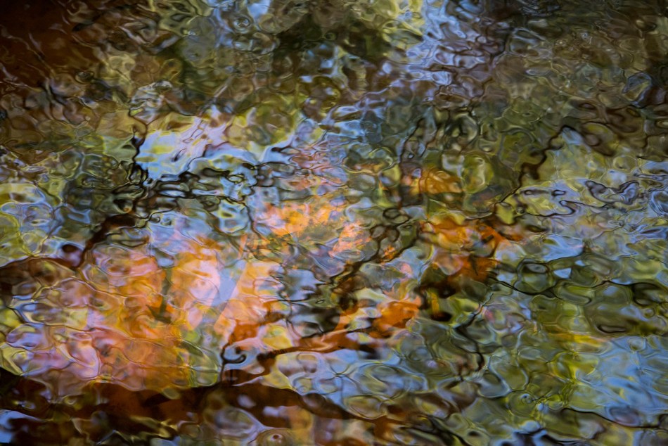 12202015-Myakka-River-State-Park-146