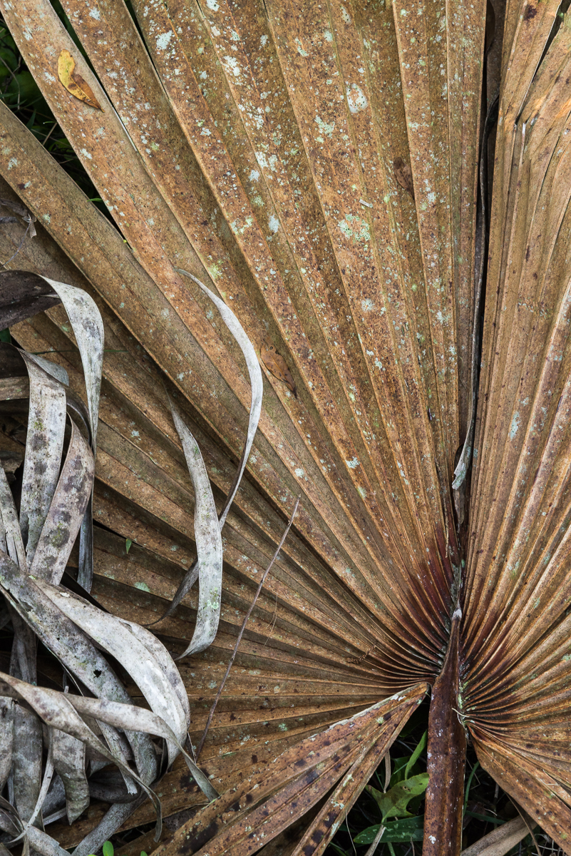 12202015 Myakka River State Park-18