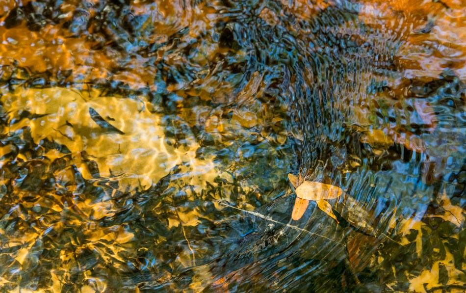 12202015 Myakka River State Park-193