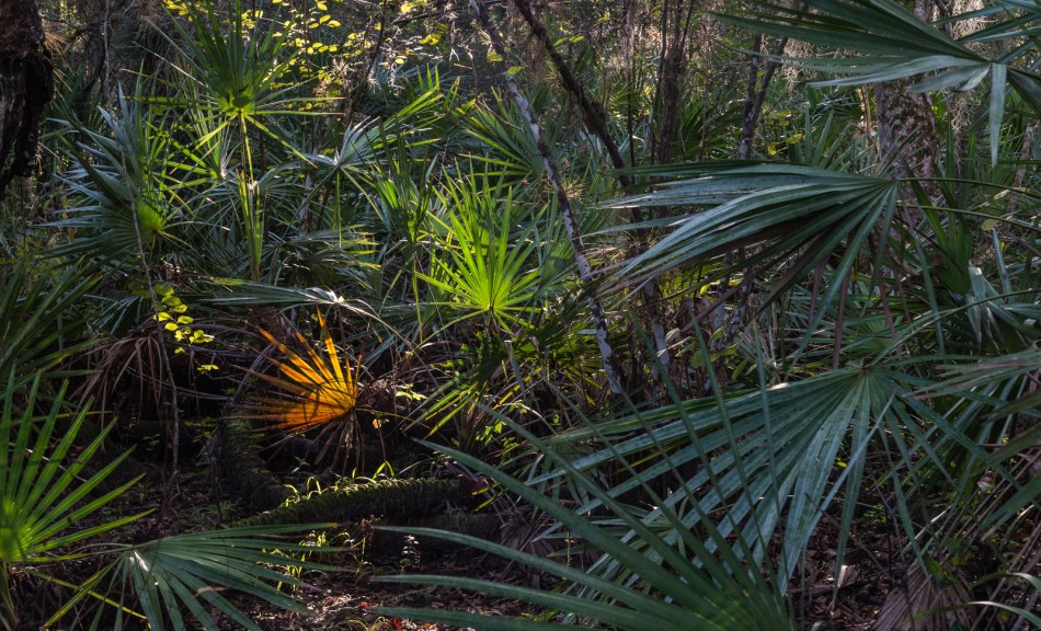 12202015 Myakka River State Park-26