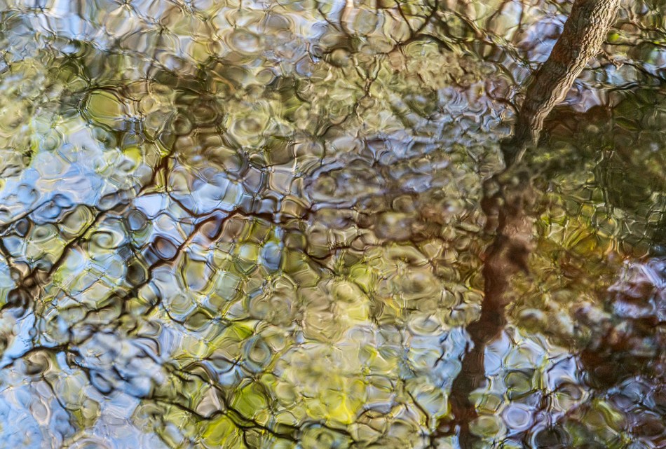 12202015 Myakka River State Park-132