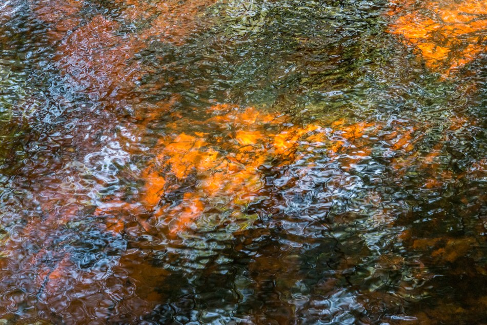 12202015 Myakka River State Park-149