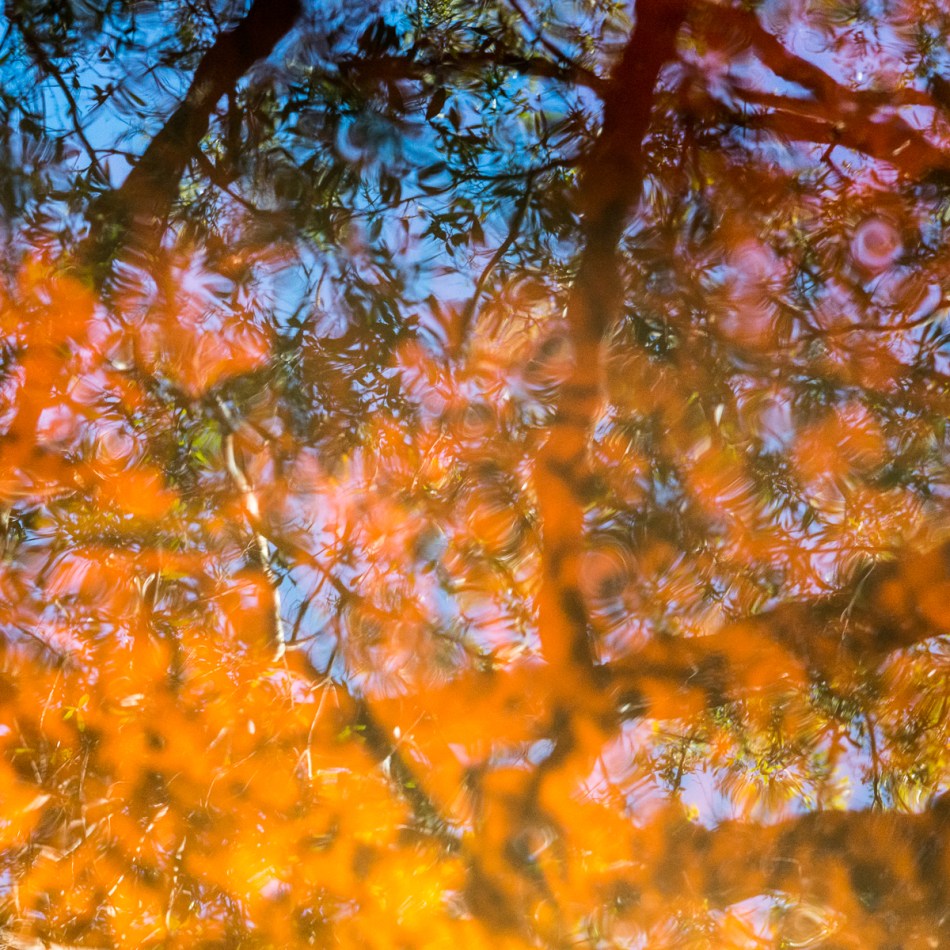 12202015 Myakka River State Park-150