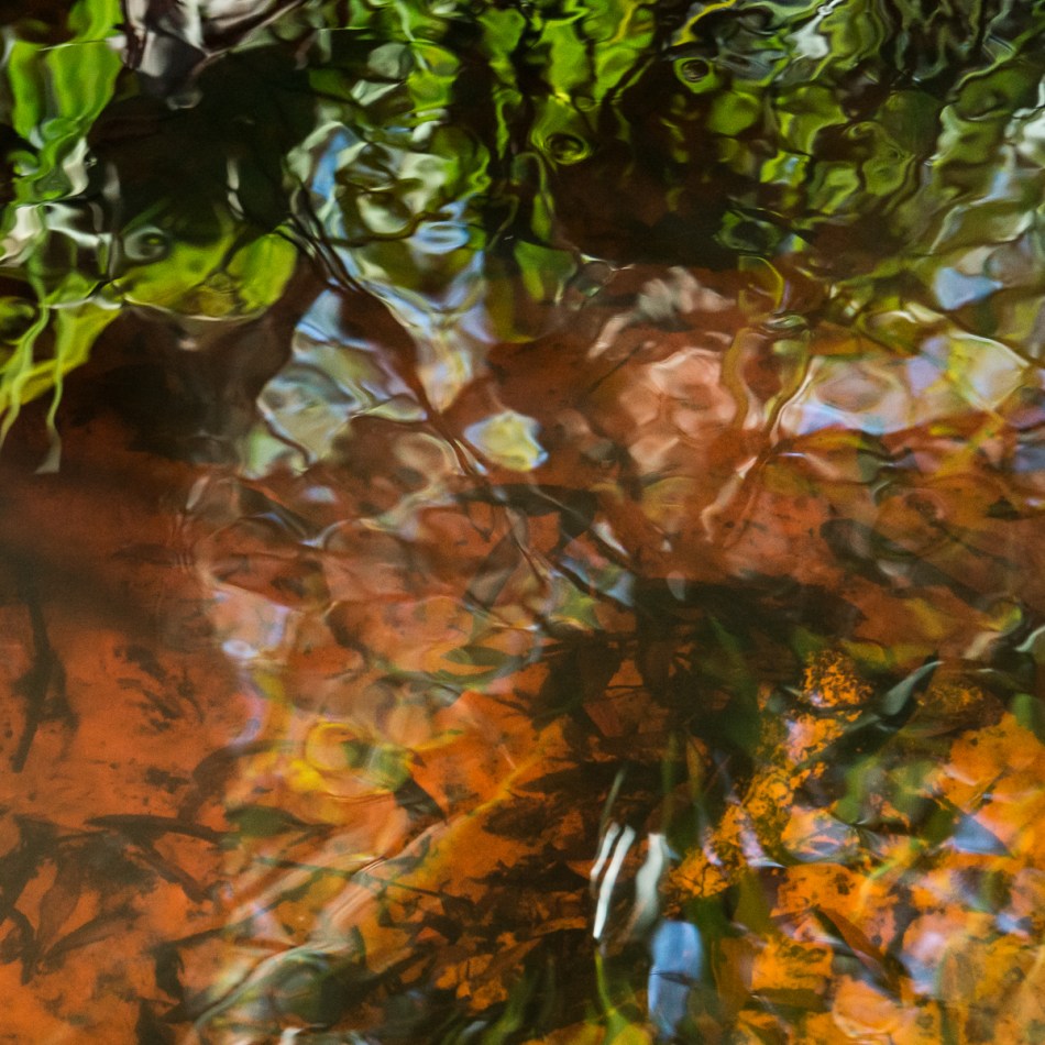 12202015 Myakka River State Park-151