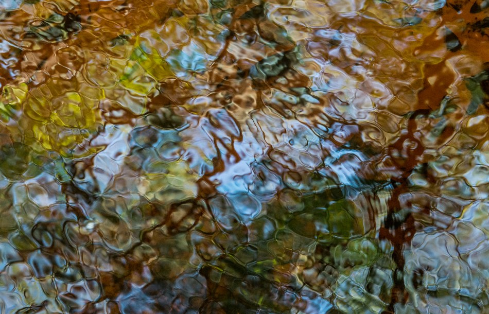 12202015 Myakka River State Park-155