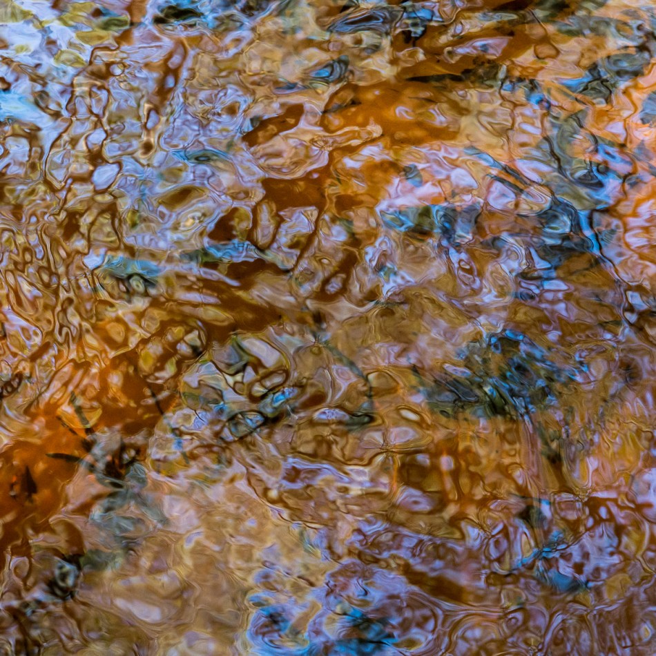 12202015 Myakka River State Park-167