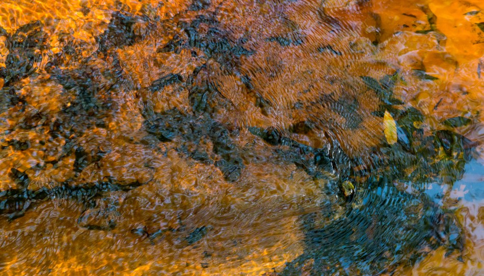 12202015 Myakka River State Park-190