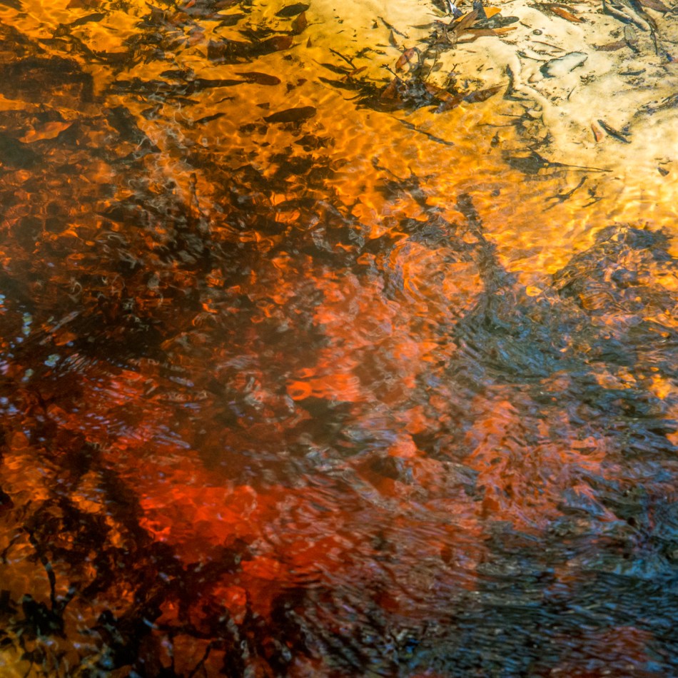 12202015 Myakka River State Park-194