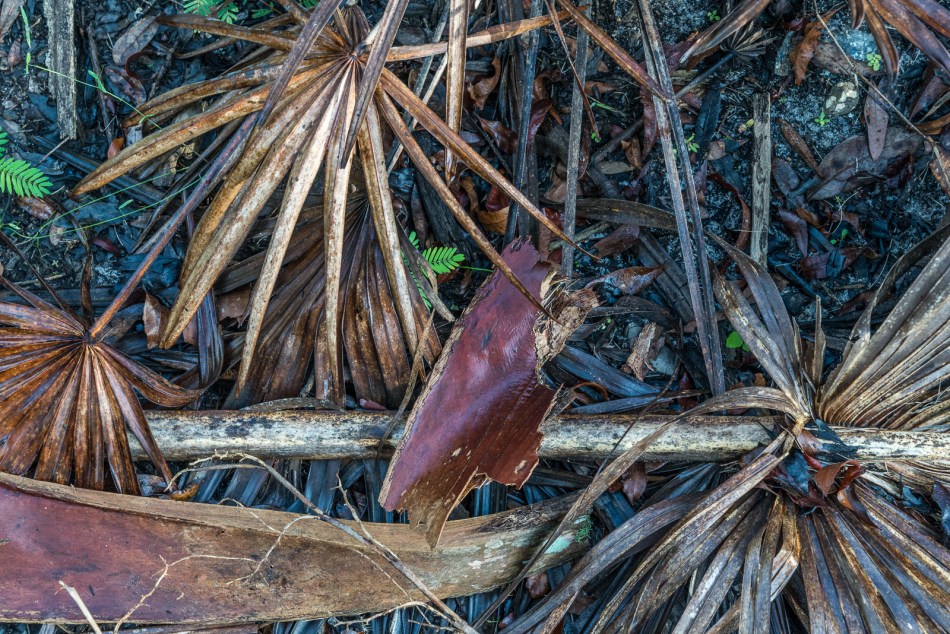 12272015 Venice Myakka River Park-5