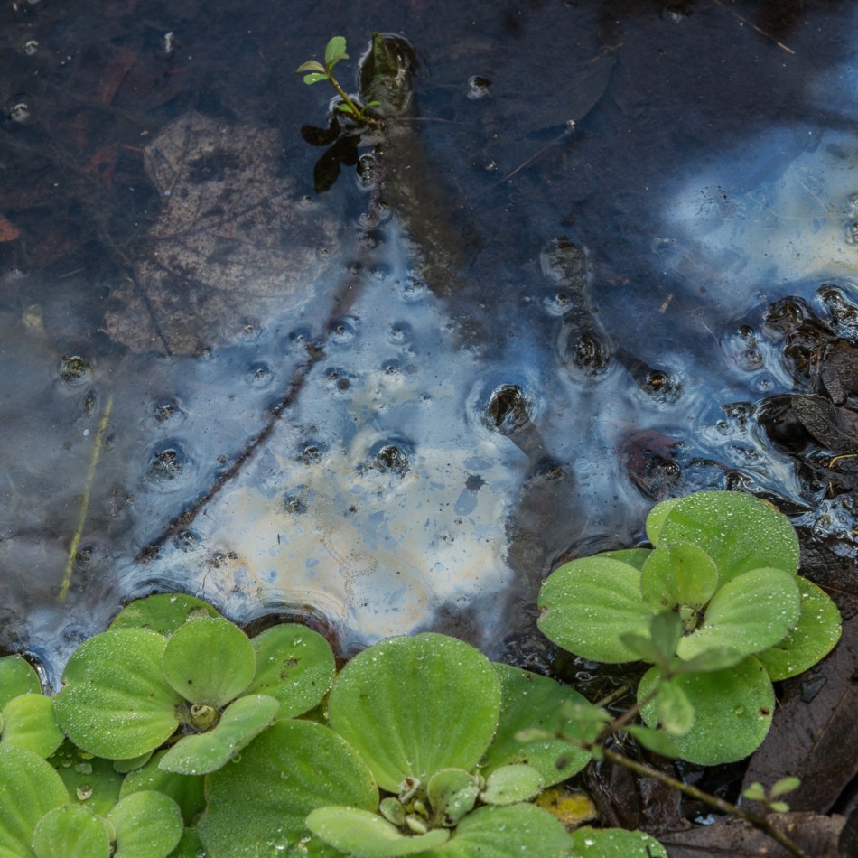 12272015 Venice Myakka River Park-55