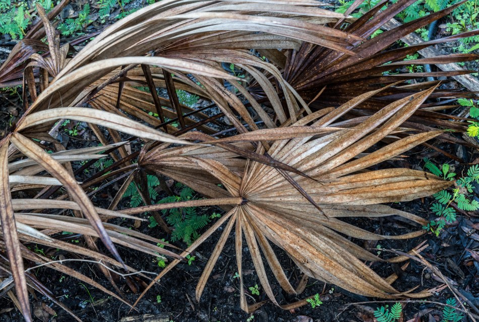 12272015 Venice Myakka River Park-8