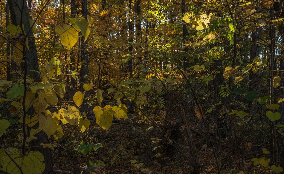 Our-Ohio-Property-10252015-18