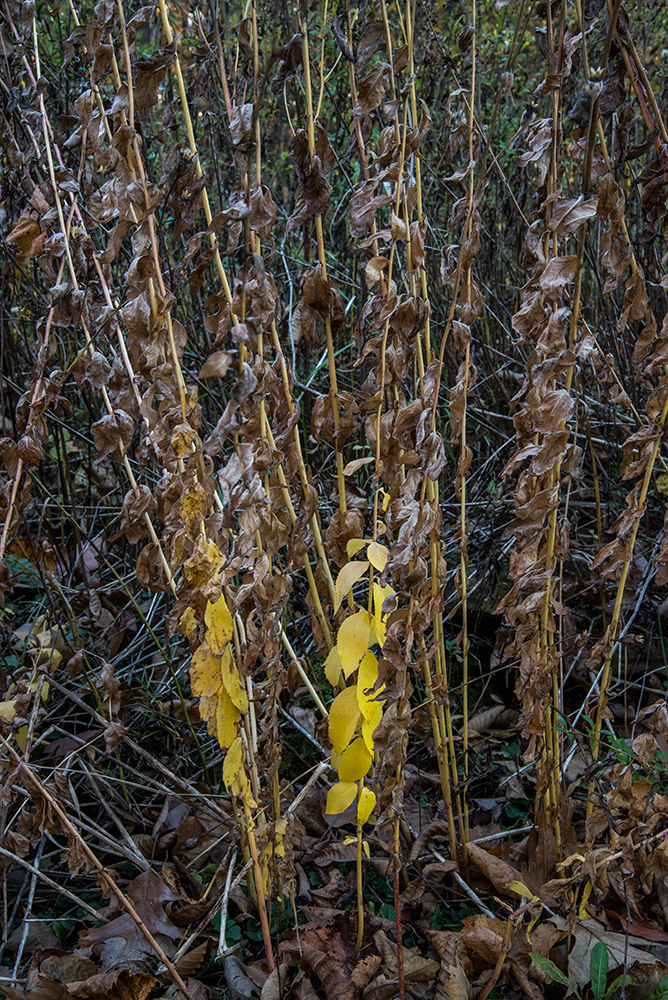 Our-Ohio-Property-10252015-20