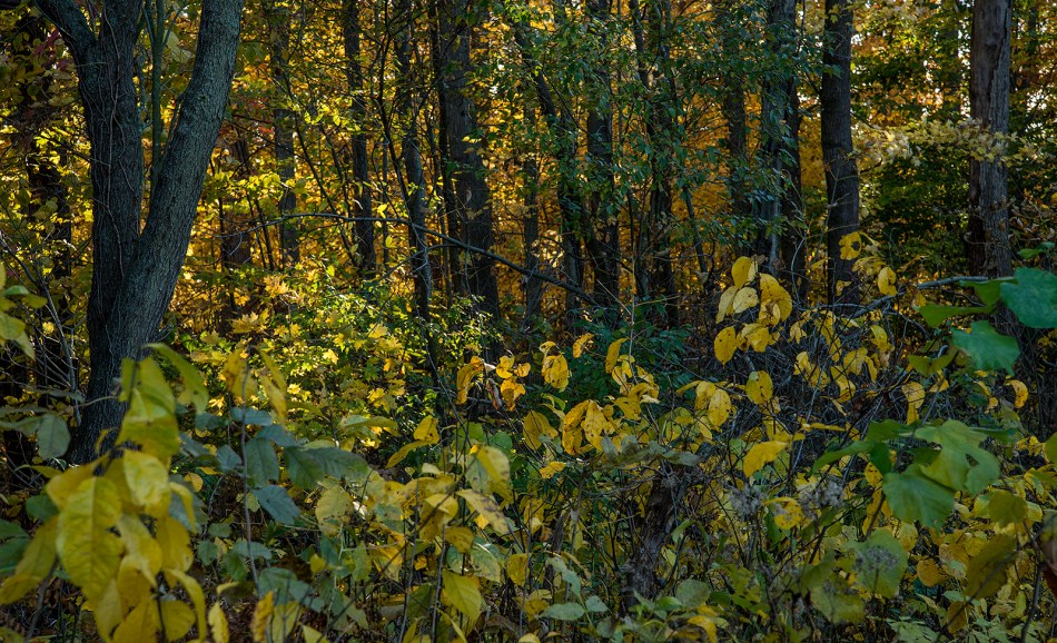 Our-Ohio-Property-10252015-27