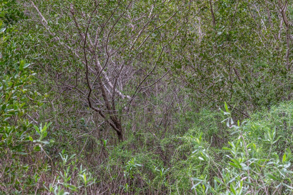 01312016 South Lido Park-15