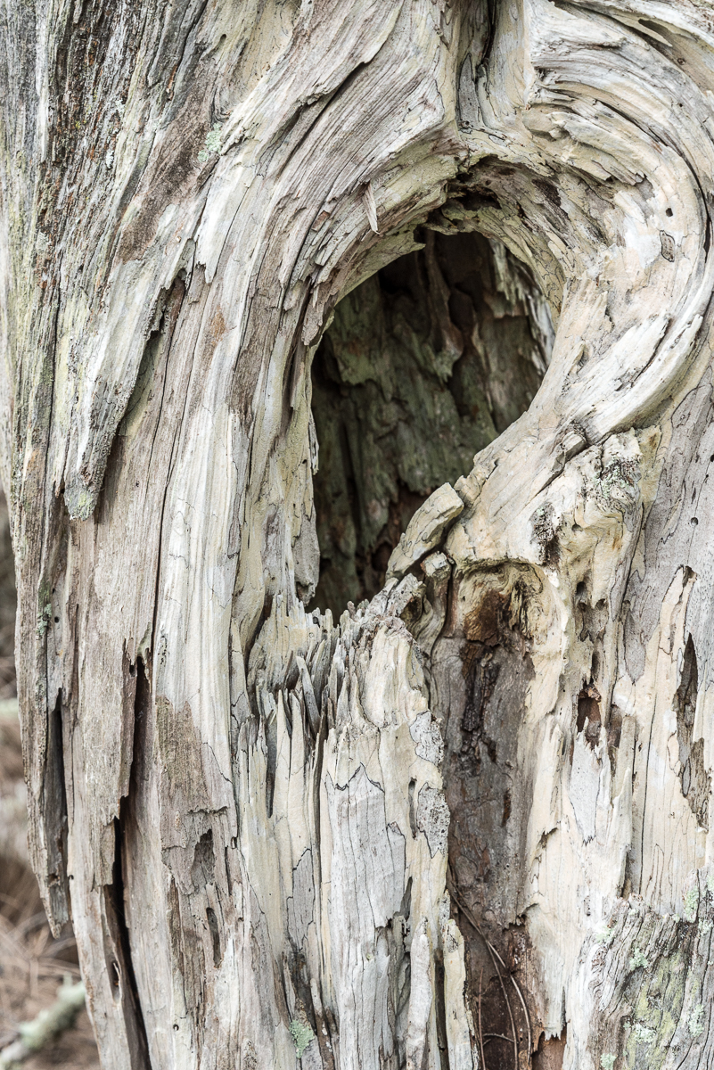 01312016 South Lido Park-23