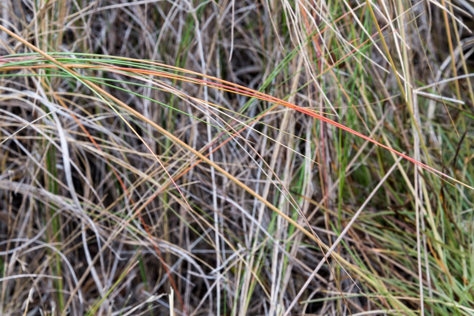 01312016 South Lido Park-43