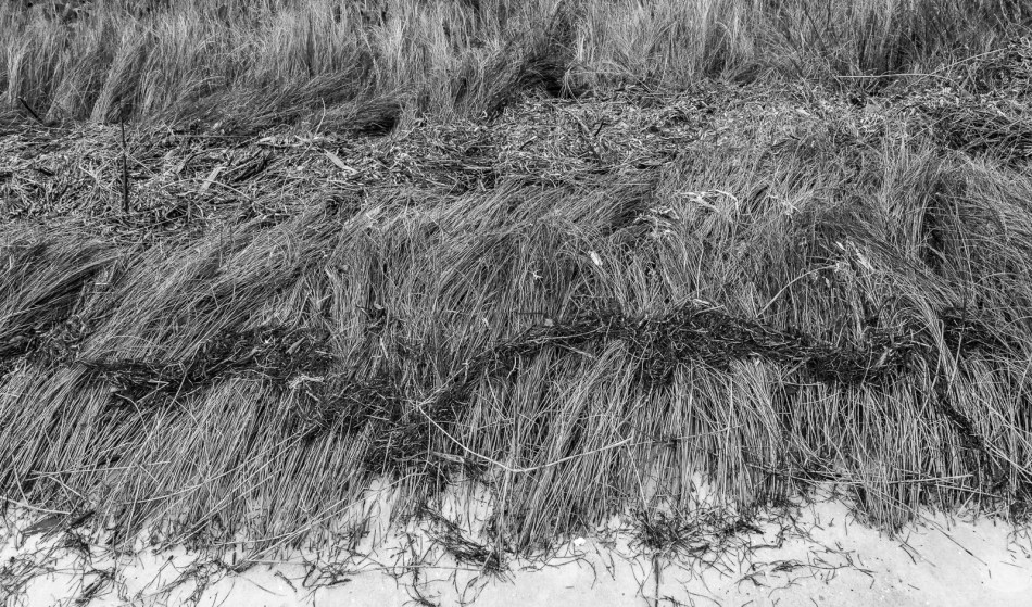 01312016 South Lido Park-55