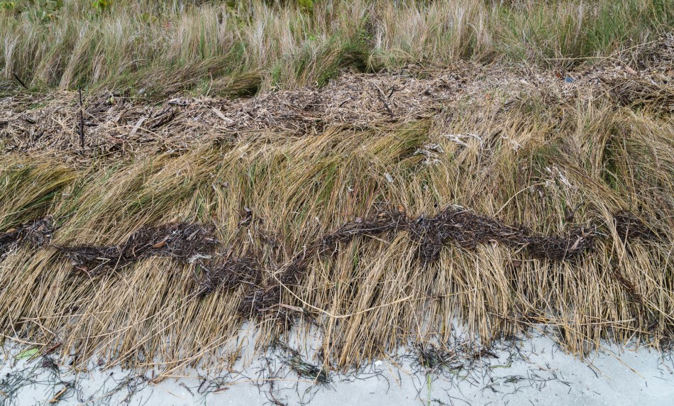 01312016 South Lido Park-55-5