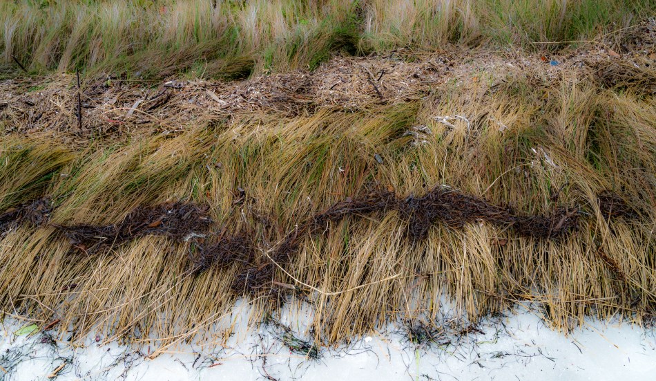 01312016 South Lido Park-55