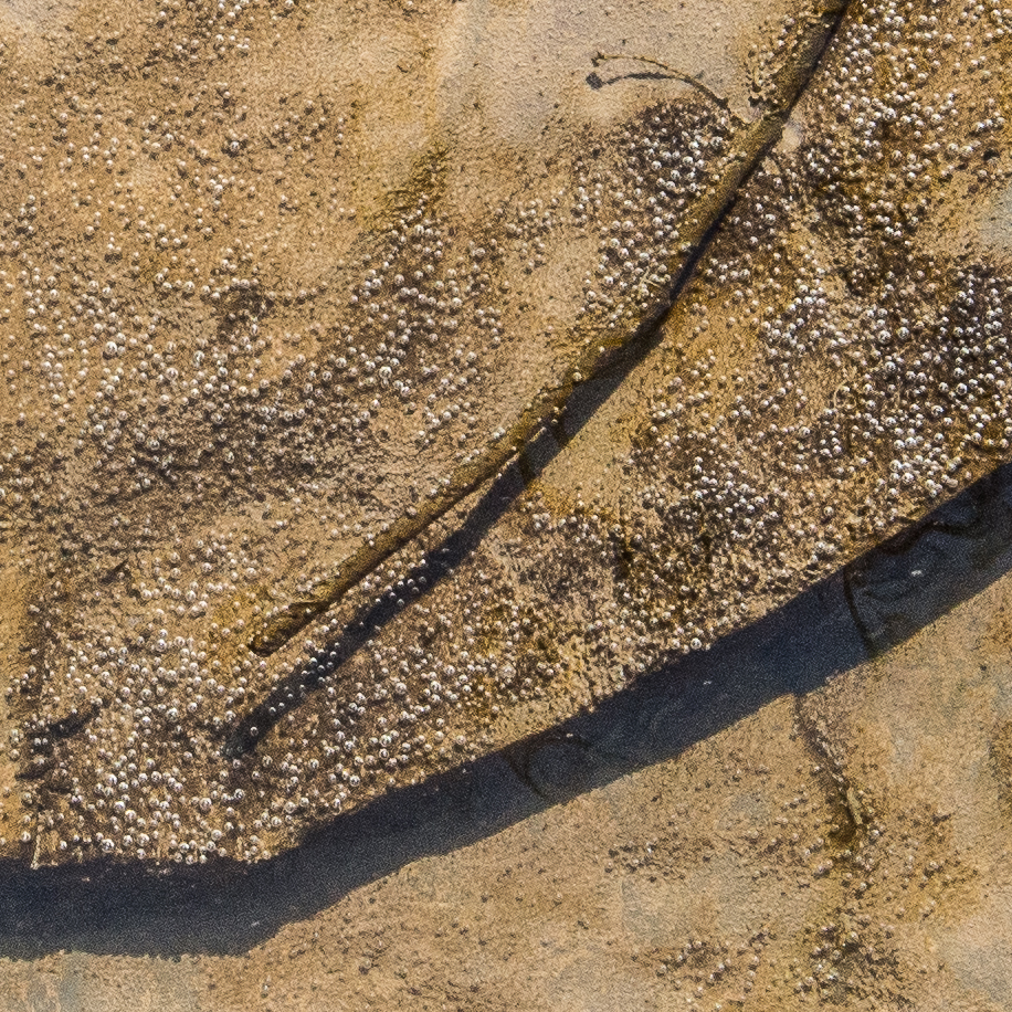 04172016 Schoepfle Garden-112-2