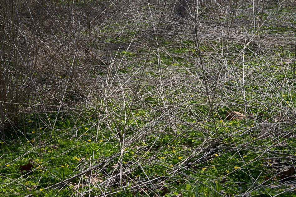 04172016 Schoepfle Garden-137