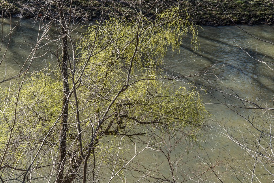 04172016 Schoepfle Garden-49