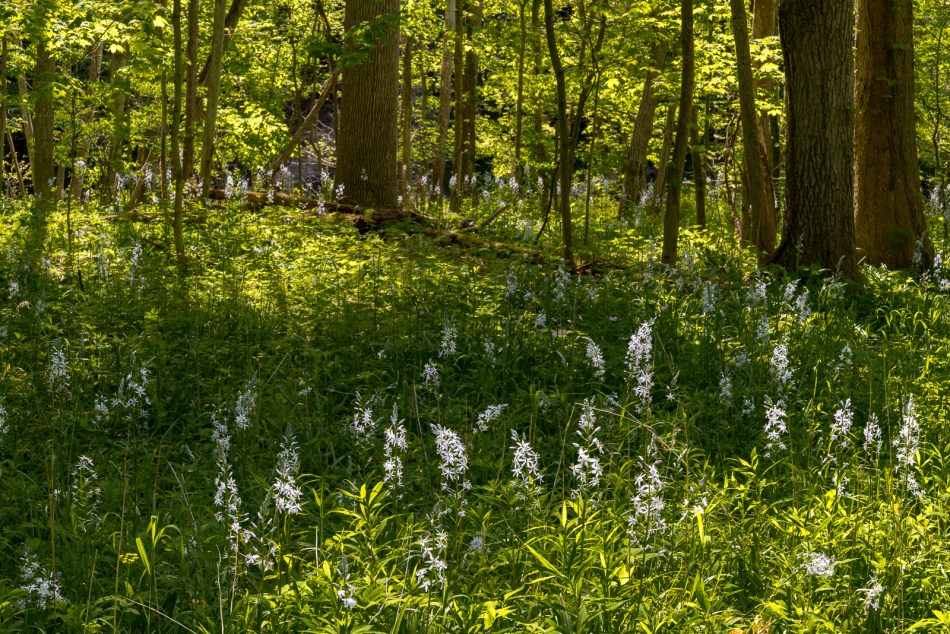 05222016 Schoepfle Garden-134