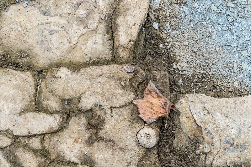 07162016 Schoepfle Garden-9