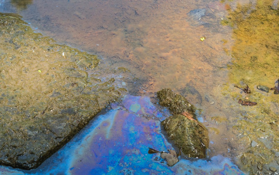 07192016 Schoepfle Garden-45