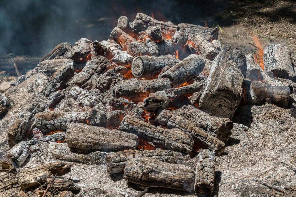 07192016 Schoepfle Garden-68