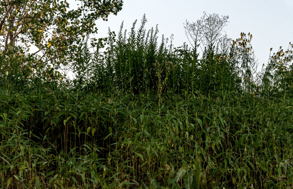 08012016 Kendal at Oberlin-19-Edit