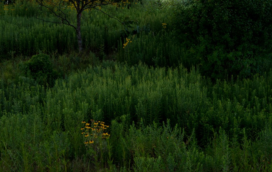 08012016 Kendal at Oberlin-21