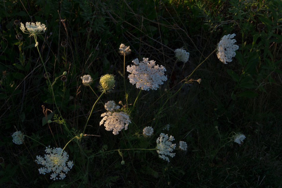 08012016 Kendal at Oberlin-6