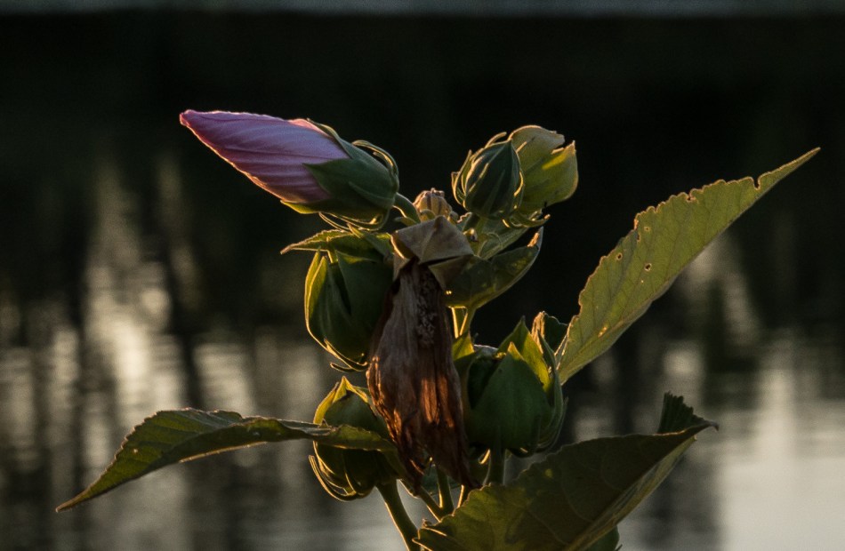 08082016 Kendal at Oberlin-2-2