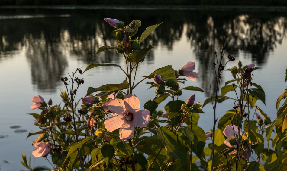 08082016 Kendal at Oberlin-2