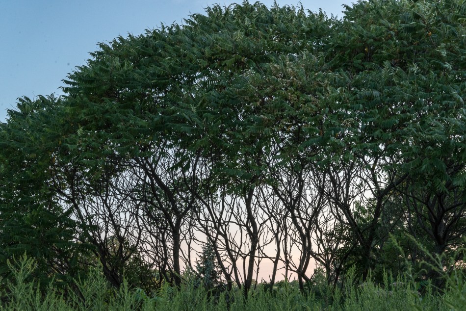 08082016 Kendal at Oberlin-5