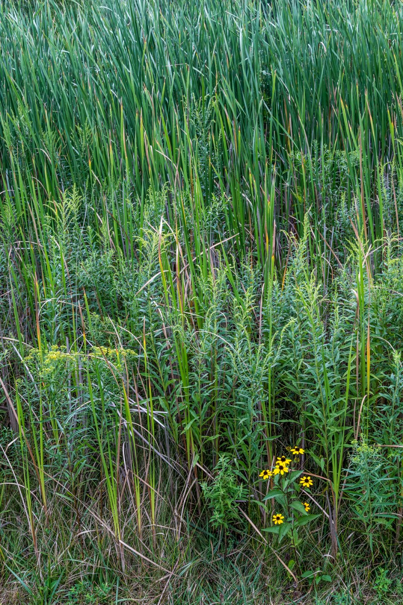 08142016 Kendal at Oberlin-44