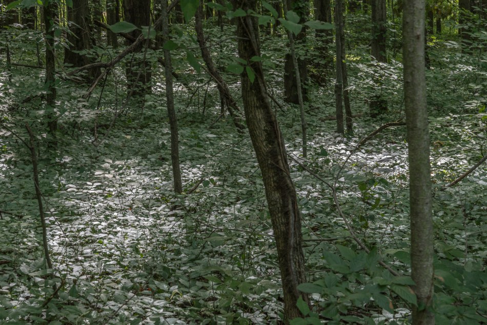 08212016 Caley Reservation-88