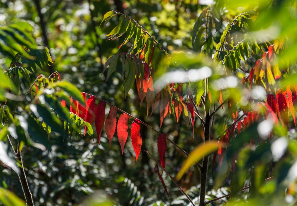 10082016-kendal-at-oberlin-12