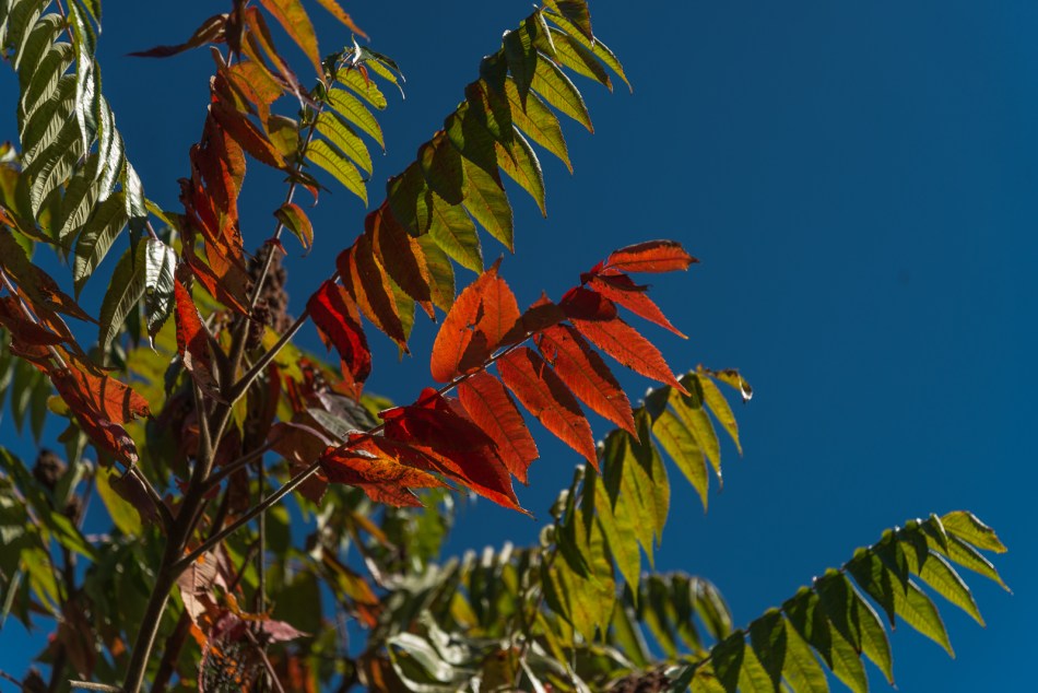 10082016-kendal-at-oberlin-51