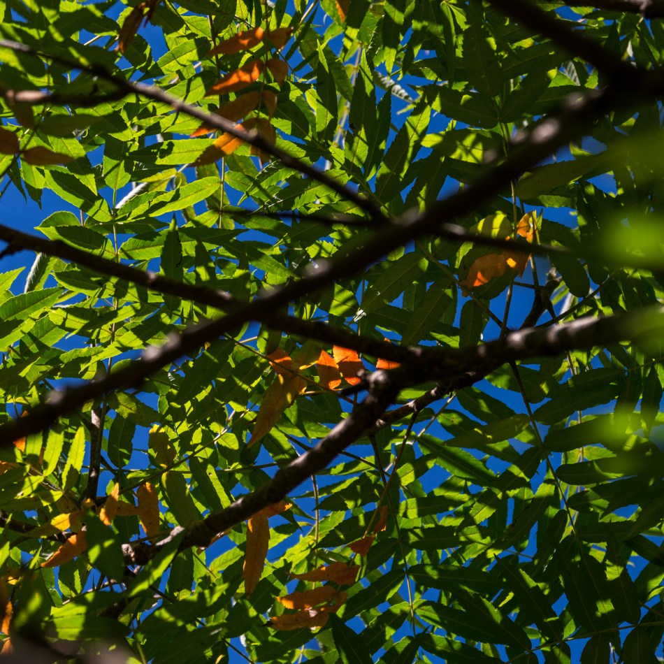 10082016-kendal-at-oberlin-9